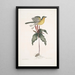 Oenanthe Americana La paruline à poitrine jaune Solanum c - Mark Catesby — ingelijst kunstwerk aan de muur