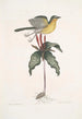 Oenanthe Americana La paruline à poitrine jaune Solanum c - Mark Catesby — weergave van het kunstwerk