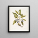 Parus Americanus lutescens De dennenklimmer Ligustrum Lauri folio De paarse laurier - Mark Catesby — ingelijst kunstwerk aan de muur