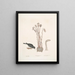 Passer le chapitre Nivaluis The Snowbird Orobanche Virginiana c Broomrape Fungus dans Toadstool - Mark Catesby — ingelijst kunstwerk aan de muur
