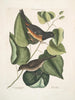 Zwart musje met rode ogen L'oiseau Towhe Moineau brun L'oiseau Cowpen - Mark Catesby — weergave van het kunstwerk