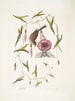 Passerculus Le petit moineau Convulvulus Caroliniensis Le liseron pourpre de Caroline - Mark Catesby — weergave van het kunstwerk