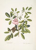 Passerculus bicolor Bahamiensis Le Moineau des Bahamas Bignonia Arbor Pentaphylla Prunier Chat - Mark Catesby — weergave van het kunstwerk