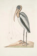 Pelicanus Sylvaticus Le Pélican des Bois - Mark Catesby — weergave van het kunstwerk