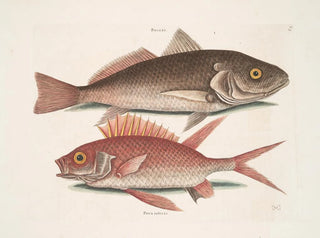 Mark Catesby - Perca c The Croker Perca rubra c The Squirrel.webp