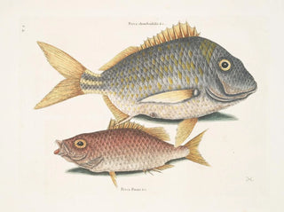 Mark Catesby - Perca rhomboidalis c The Pork Fish Perca Piunis pinnis c The Schoolmaster.webp