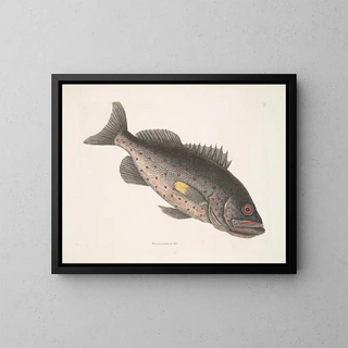 Mark Catesby - Perca venenosa c The RockFish.webp