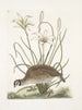 Perdrix sauvage de Virginie La perdrix d'Amérique Lilio narcissus Virginiensis Le lys Attamusco - Mark Catesby — weergave van het kunstwerk