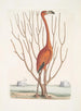 Phoenicopterus Bahamensis De Roze Flamingo Keratophiton c - Mark Catesby — weergave van het kunstwerk