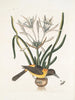 Pica luteonigra varia Le Pye jaune et noir Lilio-Narcissus Polianthus Vespa Ichneumon coerulea - Mark Catesby — weergave van het kunstwerk