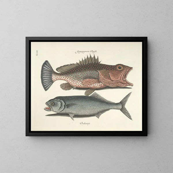 Afbeeldingen van vissen, slangen, insecten en andere dieren evenals bepaalde planten Pl014 - Mark Catesby — ingelijst kunstwerk aan de muur