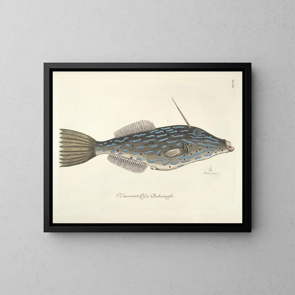Afbeeldingen van vissen, slangen, insecten en andere dieren evenals van bepaalde planten Pl019 - Mark Catesby — ingelijst kunstwerk aan de muur