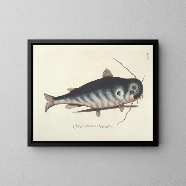 Afbeeldingen van vissen, slangen, insecten en andere dieren, evenals van bepaalde planten - Mark Catesby — ingelijst kunstwerk aan de muur