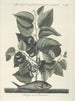 van Poissons, serpents, insectes et quelques autres animaux, ainsi que quelques photos de plantes Pl024 - Mark Catesby — weergave van het kunstwerk