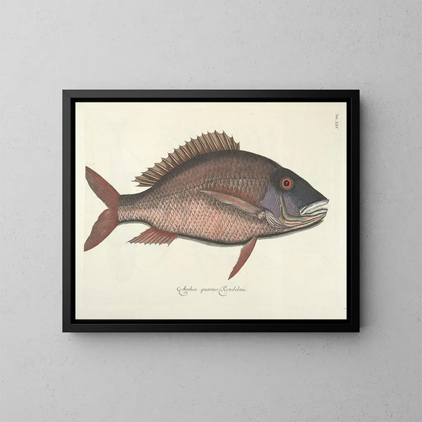 Afbeeldingen van vissen, slangen, insecten en andere dieren evenals van bepaalde planten Pl025 - Mark Catesby — ingelijst kunstwerk aan de muur