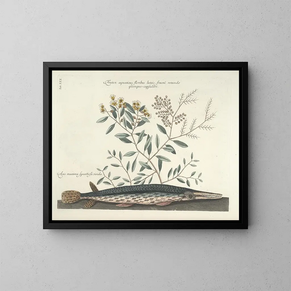 van een schilderij met afbeeldingen van vissen, slangen, insecten en andere dieren evenals bepaalde planten - Mark Catesby — ingelijst kunstwerk aan de muur