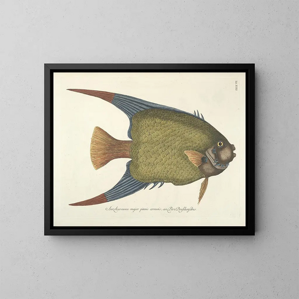 Afbeeldingen van vissen, slangen, insecten en andere dieren evenals van bepaalde planten Pl031 - Mark Catesby — ingelijst kunstwerk aan de muur