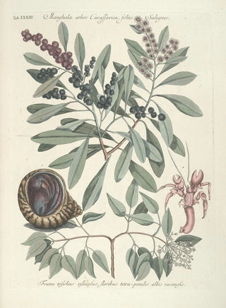 Mark Catesby - Piscium serpentum insectorum aliorumque nonnullorum animalum nec non plantarum quarundam imagines Pl033.webp