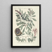 Piscium serpentum insectorum aliorumque nonnullorum animalum nec non plantarum quarundam imagines Pl033 - Mark Catesby — ingelijst kunstwerk aan de muur
