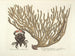 Afbeeldingen van vissen, slangen, insecten en andere dieren evenals van bepaalde planten Pl037 - Mark Catesby — weergave van het kunstwerk