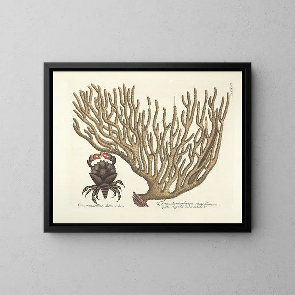 Afbeeldingen van vissen, slangen, insecten en andere dieren evenals van bepaalde planten Pl037 - Mark Catesby — ingelijst kunstwerk aan de muur