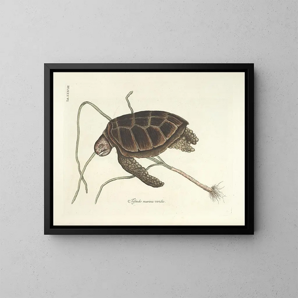 Afbeeldingen van vissen, slangen, insecten en andere dieren evenals van bepaalde planten - Mark Catesby — ingelijst kunstwerk aan de muur