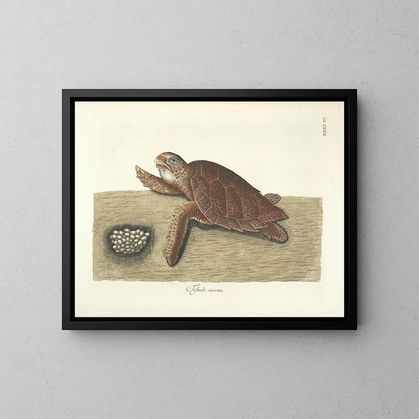 Afbeeldingen van vissen, slangen, insecten en andere dieren, evenals van bepaalde planten - Mark Catesby — ingelijst kunstwerk aan de muur
