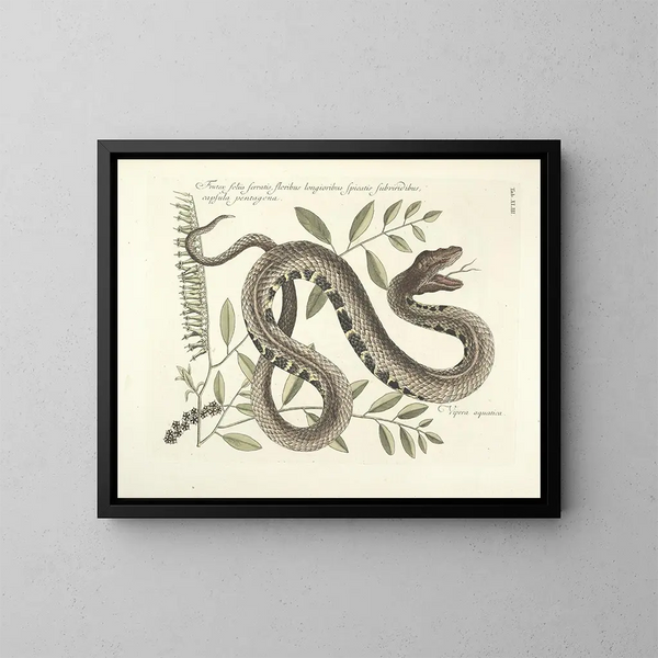 Afbeeldingen van vissen, slangen, insecten en andere dieren evenals van bepaalde planten Pl043 - Mark Catesby — ingelijst kunstwerk aan de muur