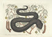 Afbeeldingen van vissen, slangen, insecten en andere dieren evenals van bepaalde planten Pl044 - Mark Catesby — weergave van het kunstwerk