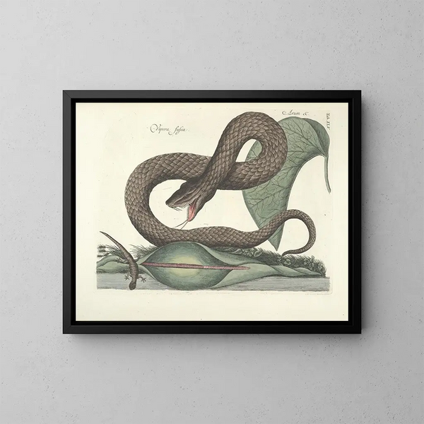 Afbeeldingen van vissen, slangen, insecten en andere dieren evenals van bepaalde planten Pl045 - Mark Catesby — ingelijst kunstwerk aan de muur