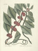 van Poissons, serpents, insectes et quelques autres animaux, ainsi que quelques photos de plantes Pl047 - Mark Catesby — weergave van het kunstwerk