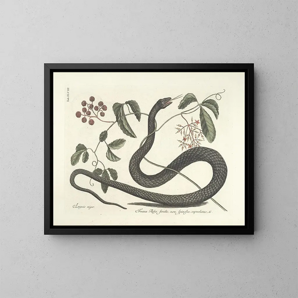 van een schilderij met afbeeldingen van vissen, slangen, insecten en andere dieren, evenals bepaalde planten Pl048 - Mark Catesby — ingelijst kunstwerk aan de muur