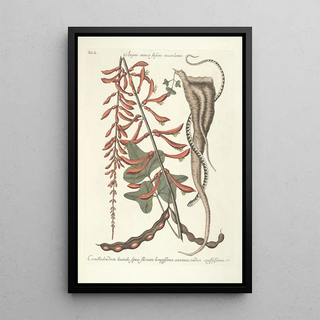 Mark Catesby - Piscium serpentum insectorum aliorumque nonnullorum animalum nec non plantarum quarundam imagines Pl049.webp