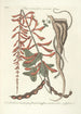 Piscium serpentum insectorum aliorumque nonnullorum animalum nec non plantarum quarundam imagines Pl049 - Mark Catesby — weergave van het kunstwerk