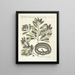 van Poissons, serpents, insectes et quelques autres animaux, ainsi que quelques photos de plantes Pl050 - Mark Catesby — ingelijst kunstwerk aan de muur