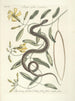 van Poissons, serpents, insectes et quelques autres animaux, ainsi que quelques photos de plantes Pl053 - Mark Catesby — weergave van het kunstwerk