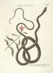 Piscium serpentum insectorum aliorumque nonnullorum animalum nec non plantarum quarundam imagines Pl054 - Mark Catesby — weergave van het kunstwerk