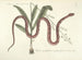 Afbeeldingen van vissen, slangen, insecten en andere dieren evenals bepaalde planten Pl055 - Mark Catesby — weergave van het kunstwerk