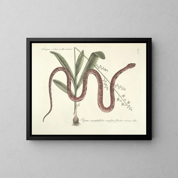 Afbeeldingen van vissen, slangen, insecten en andere dieren evenals bepaalde planten Pl055 - Mark Catesby — ingelijst kunstwerk aan de muur