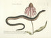 Afbeeldingen van vissen, slangen, insecten en andere dieren evenals bepaalde planten Pl059 - Mark Catesby — weergave van het kunstwerk