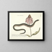 Afbeeldingen van vissen, slangen, insecten en andere dieren evenals bepaalde planten Pl059 - Mark Catesby — ingelijst kunstwerk aan de muur