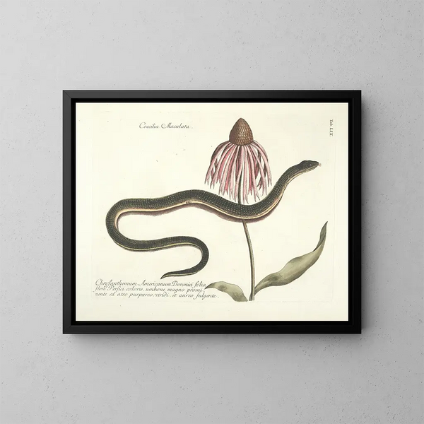 Afbeeldingen van vissen, slangen, insecten en andere dieren evenals bepaalde planten Pl059 - Mark Catesby — ingelijst kunstwerk aan de muur