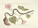 Afbeeldingen van vissen, slangen, insecten en andere dieren evenals van bepaalde planten Pl060 - Mark Catesby — weergave van het kunstwerk