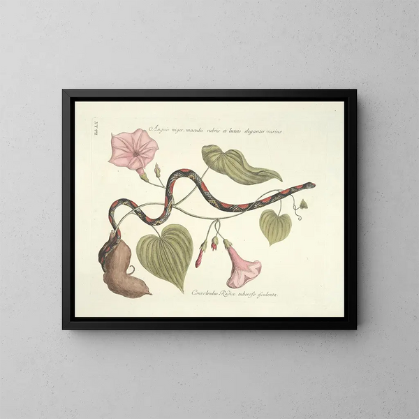 Afbeeldingen van vissen, slangen, insecten en andere dieren evenals van bepaalde planten Pl060 - Mark Catesby — ingelijst kunstwerk aan de muur