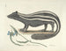 Afbeeldingen van vissen, slangen, insecten en andere dieren evenals van bepaalde planten Pl062 - Mark Catesby — weergave van het kunstwerk
