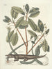 van Poissons, serpents, insectes et quelques autres animaux, ainsi que quelques photos de plantes Pl063 - Mark Catesby — weergave van het kunstwerk