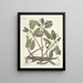 van Poissons, serpents, insectes et quelques autres animaux, ainsi que quelques photos de plantes Pl063 - Mark Catesby — ingelijst kunstwerk aan de muur