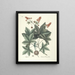 van Poissons, serpents, insectes et quelques autres animaux, ainsi que quelques photos de plantes Pl065 - Mark Catesby — ingelijst kunstwerk aan de muur
