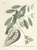 van Poissons, serpents, insectes et quelques autres animaux, ainsi que quelques photos de plantes Pl067 - Mark Catesby — weergave van het kunstwerk