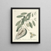 van Poissons, serpents, insectes et quelques autres animaux, ainsi que quelques photos de plantes Pl067 - Mark Catesby — ingelijst kunstwerk aan de muur